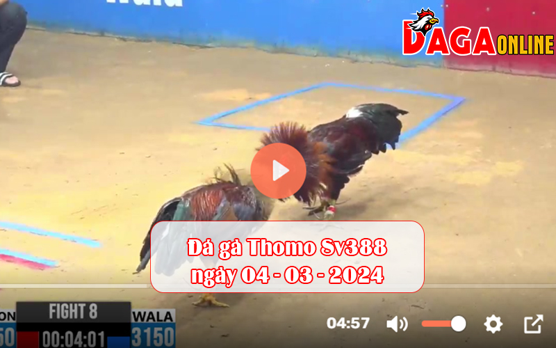 Đá gà Thomo Sv388 ngày 04-03-2024