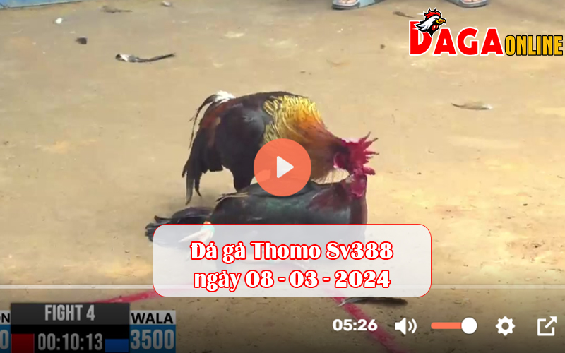 Đá gà Thomo Sv388 ngày 08-03-2024