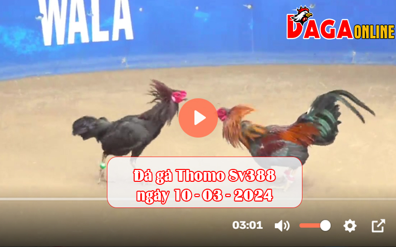 Đá gà Thomo Sv388 ngày 10-03-2024