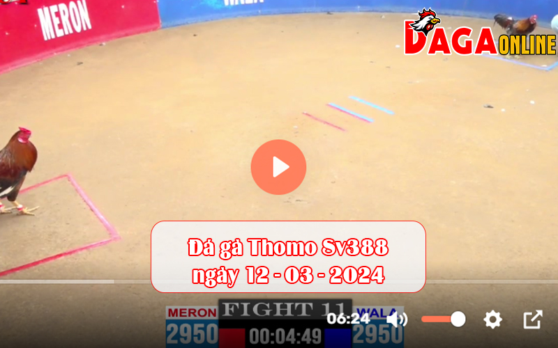 Đá gà Thomo Sv388 ngày 12-03-2024