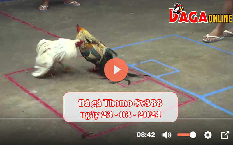 Đá gà Thomo Sv388 ngày 23-03-2024