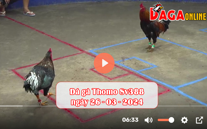 Đá gà Thomo Sv388 ngày 26-03-2024