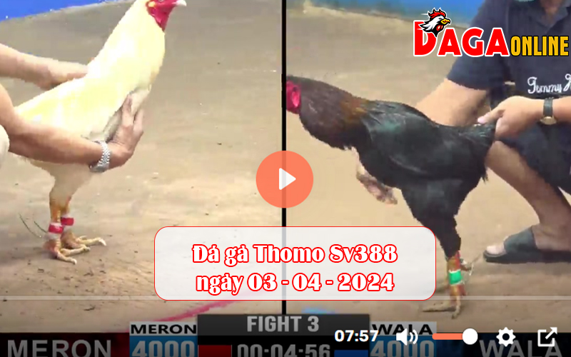 Đá gà Thomo Sv388 ngày 03-04-2024