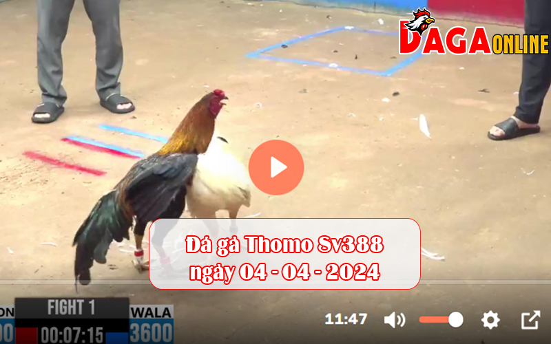 Đá gà Thomo Sv388 ngày 04-04-2024