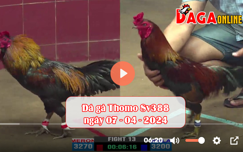 Đá gà Thomo Sv388 ngày 07-04-2024