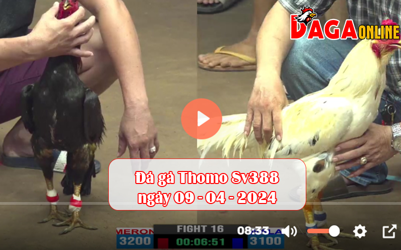 Đá gà Thomo Sv388 ngày 09-04-2024