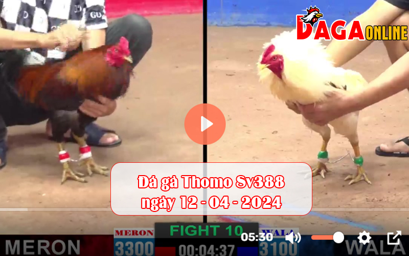 Đá gà Thomo Sv388 ngày 12-04-2024