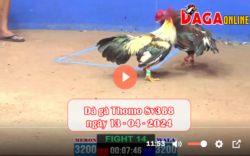 Đá gà Thomo Sv388 ngày 13-04-2024