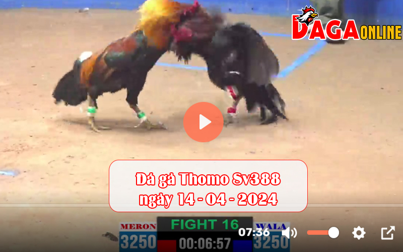 Đá gà Thomo Sv388 ngày 14-04-2024