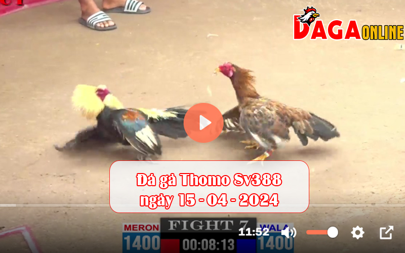 Đá gà Thomo Sv388 ngày 15-04-2024