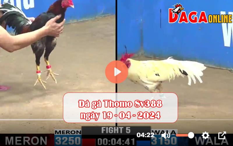 Đá gà Thomo Sv388 ngày 19-04-2024