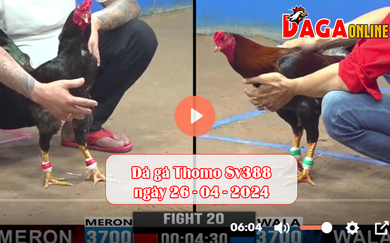 Đá gà Thomo Sv388 ngày 26-04-2024