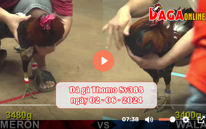 Đá gà Thomo Sv388 ngày 02-06-2024