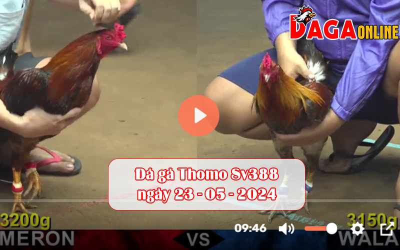 Đá gà Thomo Sv388 ngày 23-05-2024