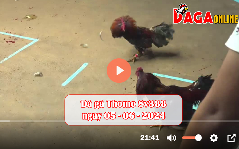 Đá gà Thomo Sv388 ngày 05-06-2024