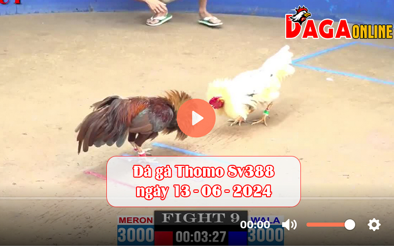 Đá gà Thomo Sv388 ngày 13-06-2024