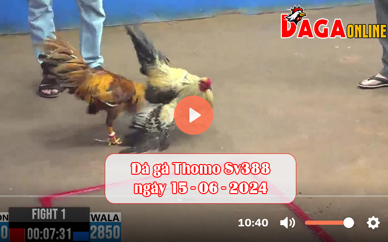 Đá gà Thomo Sv388 ngày 15-06-2024