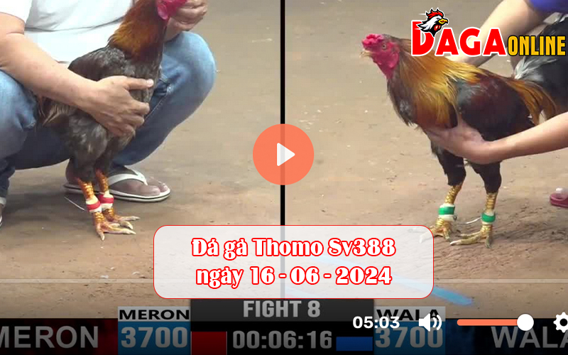 Đá gà Thomo Sv388 ngày 16-06-2024