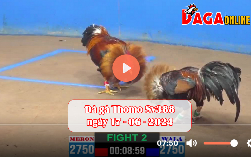 Đá gà Thomo Sv388 ngày 17-06-2024