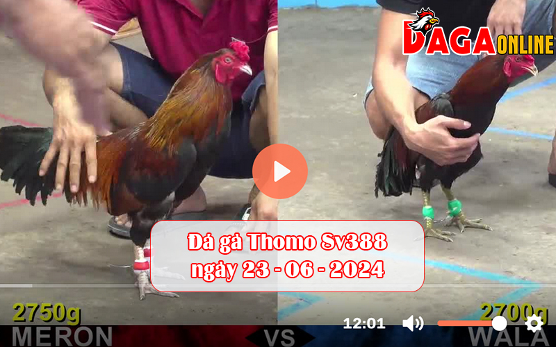 Đá gà Thomo Sv388 ngày 23-06-2024