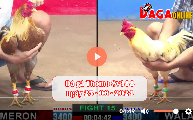 Đá gà Thomo Sv388 ngày 25-06-2024