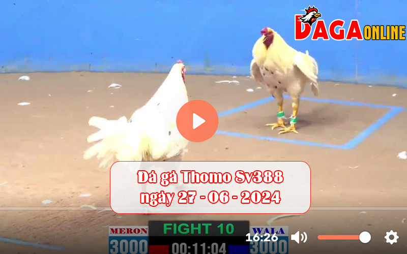 Đá gà Thomo Sv388 ngày 27-06-2024