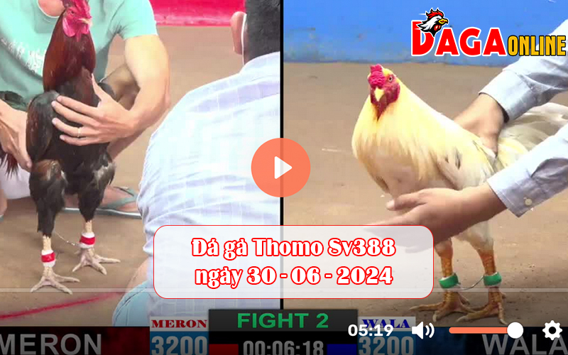 Đá gà Thomo Sv388 ngày 30-06-2024