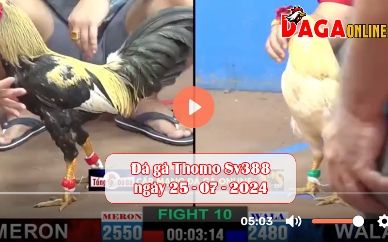 Đá gà Thomo Sv388 ngày 25-07-2024