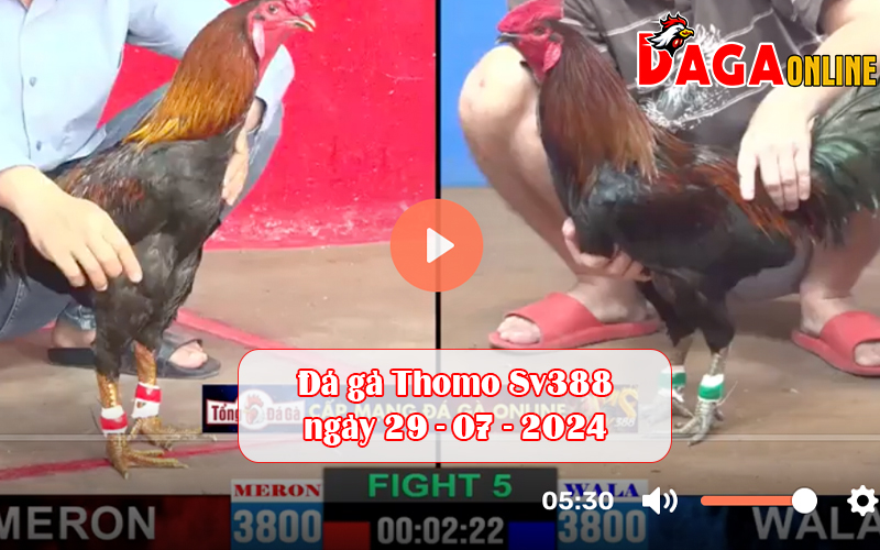 Đá gà Thomo Sv388 ngày 29-07-2024