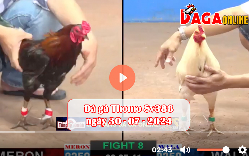 Đá gà Thomo Sv388 ngày 30-07-2024