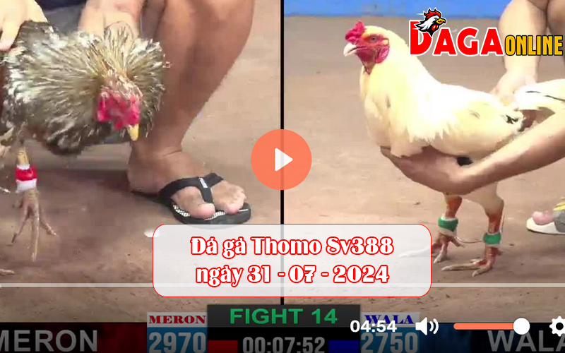 Đá gà Thomo Sv388 ngày 31-07-2024