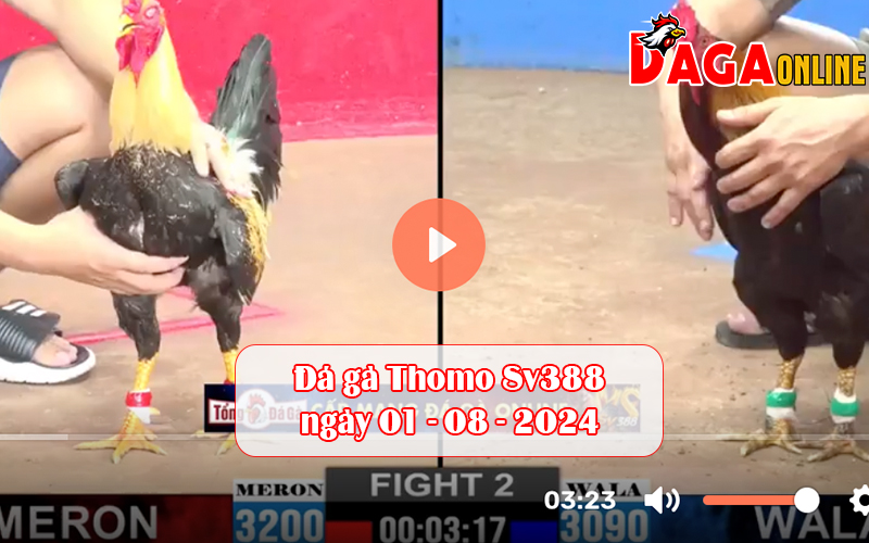 Đá gà Thomo Sv388 ngày 01-08-2024