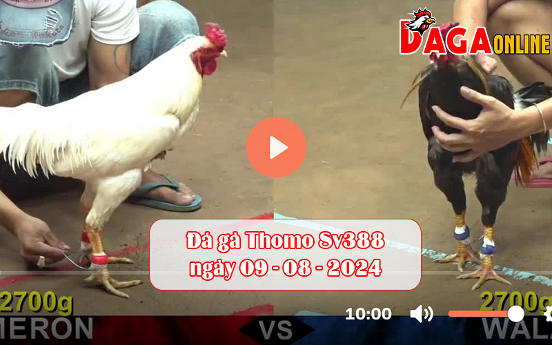 Đá gà Thomo Sv388 ngày 09-08-2024