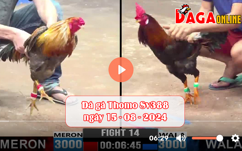 Đá gà Thomo Sv388 ngày 15-08-2024