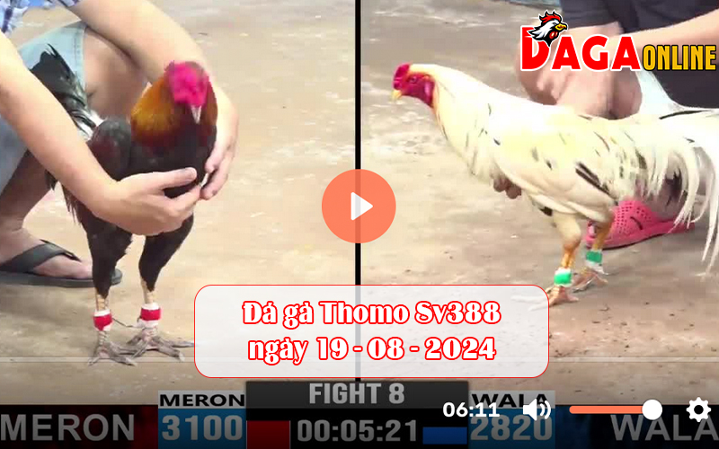 Đá gà Thomo Sv388 ngày 19-08-2024