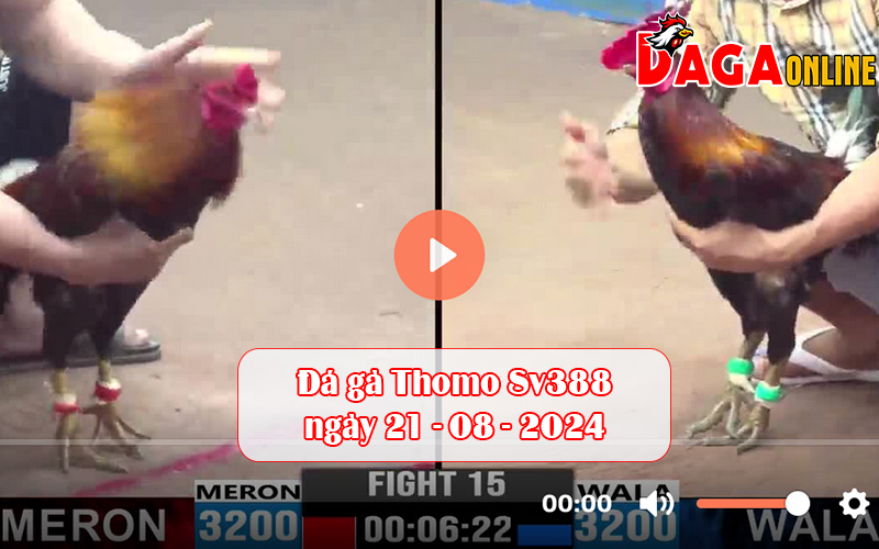 Đá gà Thomo Sv388 ngày 21-08-2024