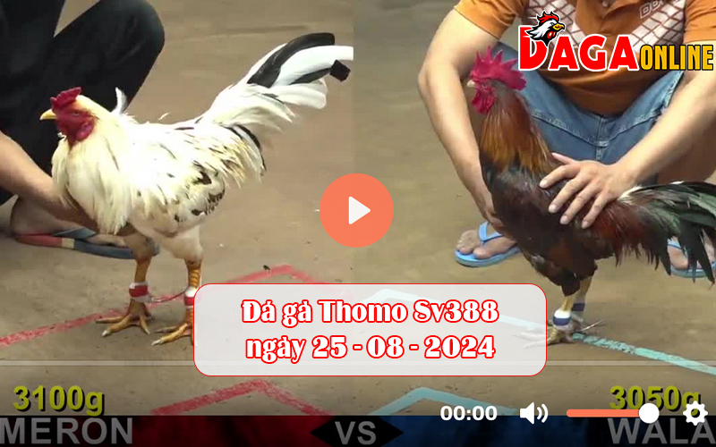 Đá gà Thomo Sv388 ngày 25-08-2024