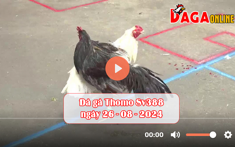 Đá gà Thomo Sv388 ngày 26-08-2024