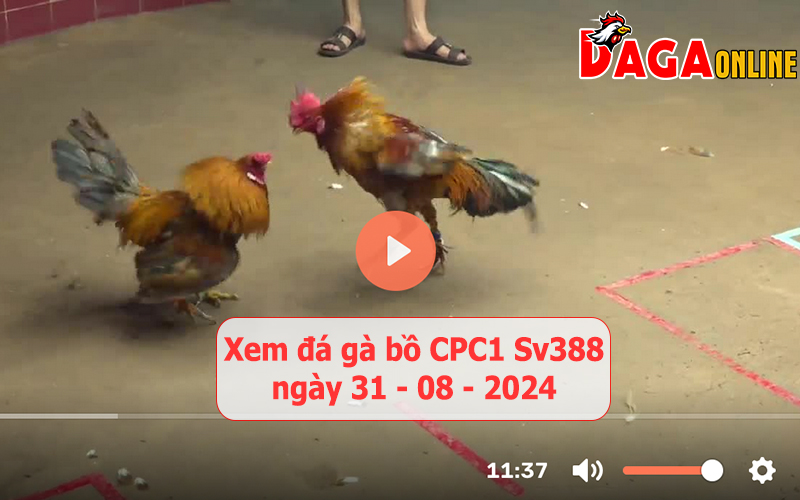 Xem đá gà bồ CPC1 Sv388 ngày 31-08-2024