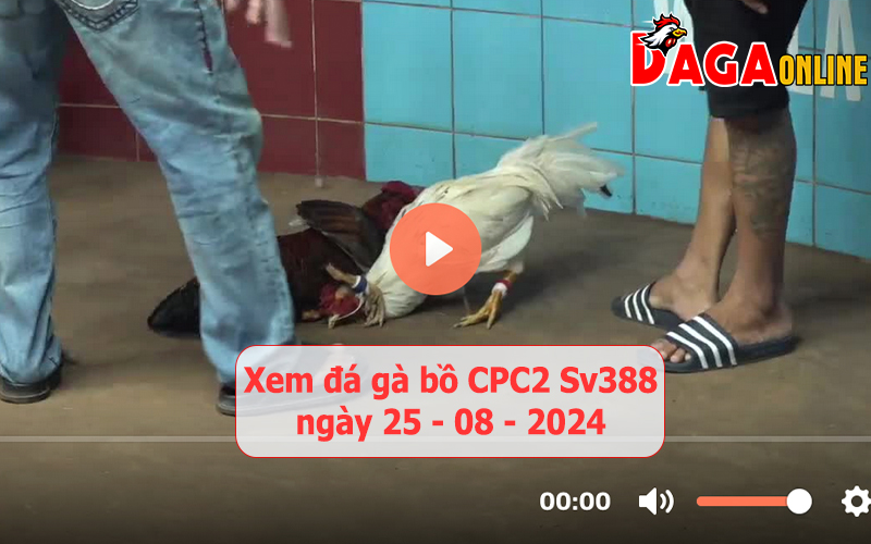 Xem đá gà bồ CPC2 Sv388 ngày 25-08-2024