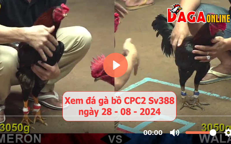 Xem đá gà bồ CPC2 Sv388 ngày 28-08-2024