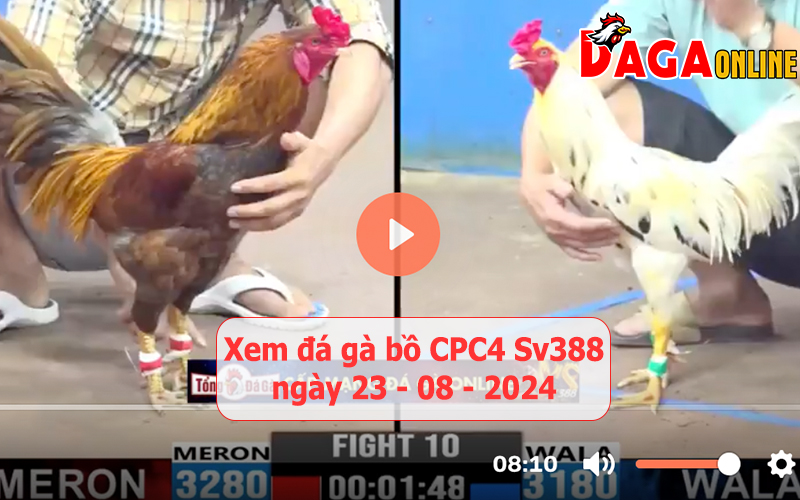 Xem đá gà bồ CPC4 Sv388 ngày 23-08-2024