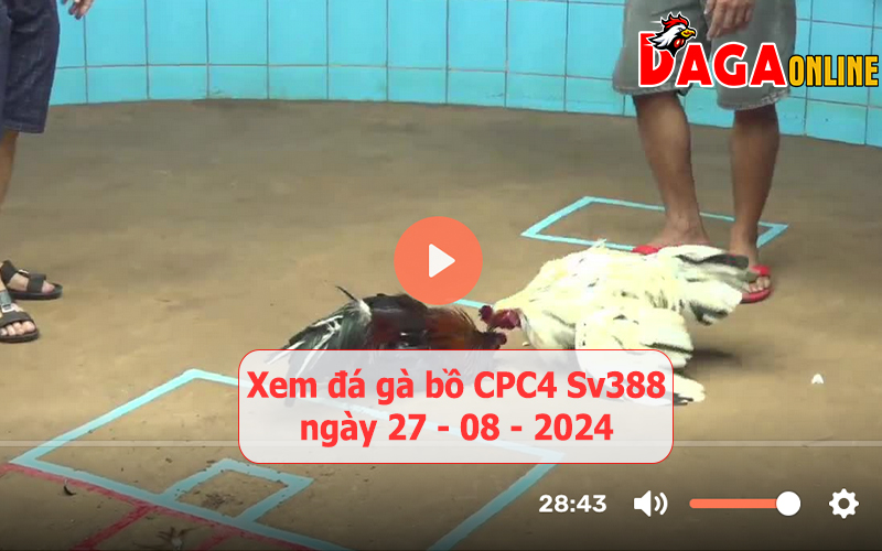 Xem đá gà bồ CPC4 Sv388 ngày 27-08-2024