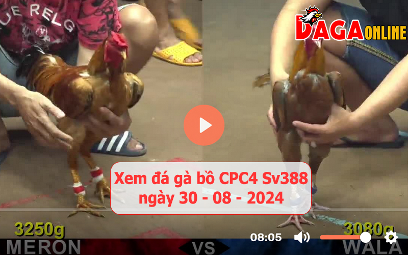 Xem đá gà bồ CPC4 Sv388 ngày 30-08-2024