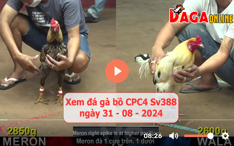 Xem đá gà bồ CPC4 Sv388 ngày 31-08-2024