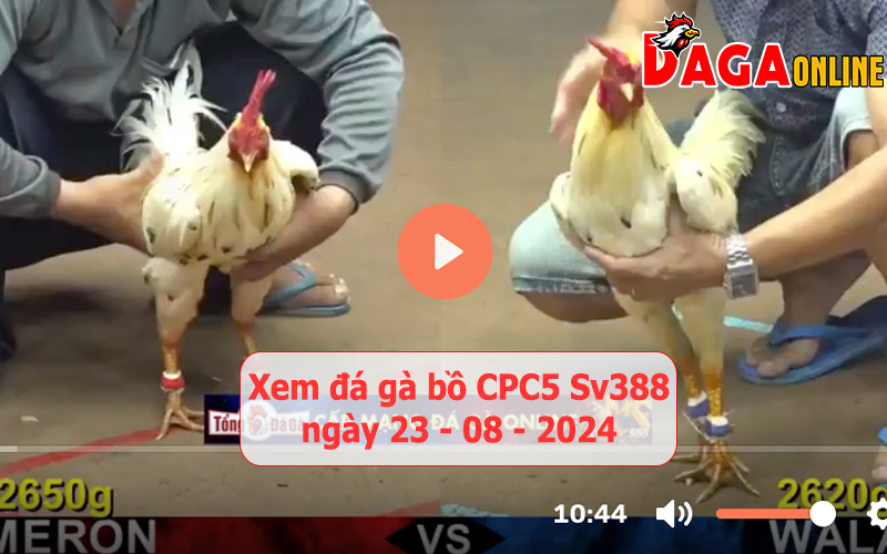 Xem đá gà bồ CPC5 Sv388 ngày 23-08-2024