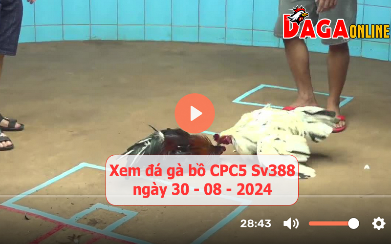 Xem đá gà bồ CPC5 Sv388 ngày 30-08-2024