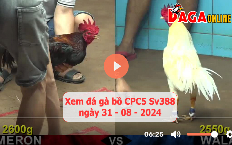 Xem đá gà bồ CPC5 Sv388 ngày 31-08-2024