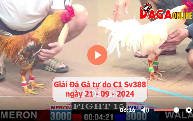 Giải đá gà tự do bồ C1 ngày 21-09-2024