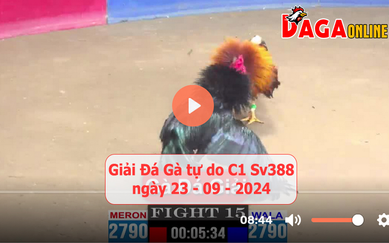 Giải đá gà tự do bồ C1 ngày 23-09-2024